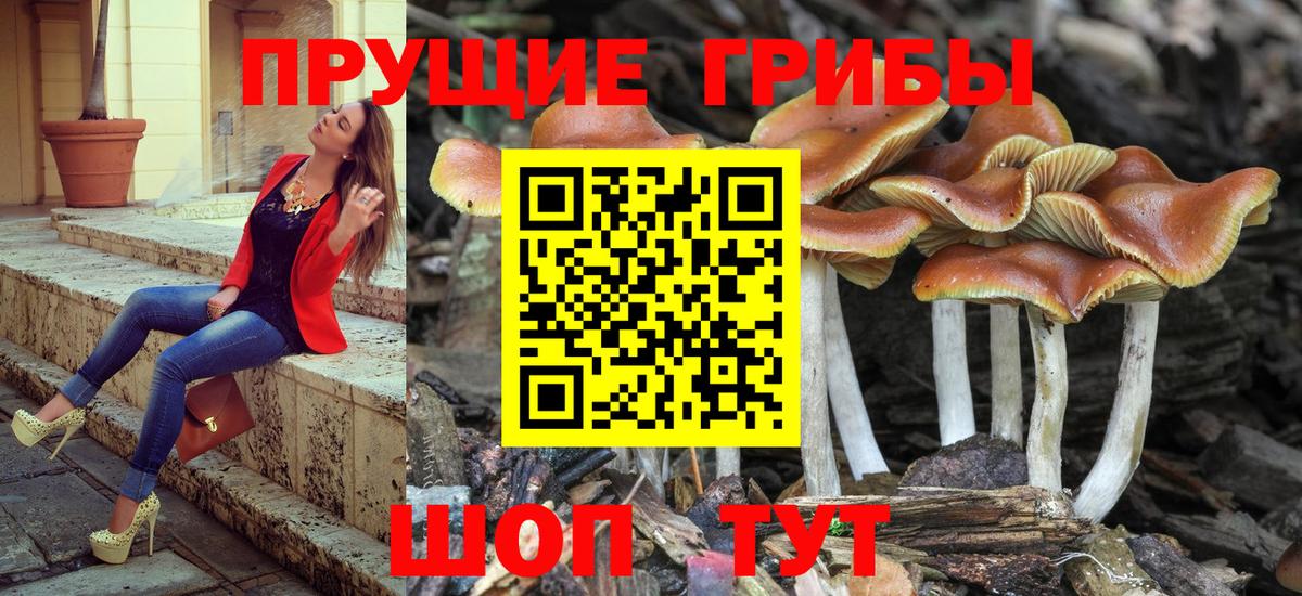 Сегежа  Галлюциногенные грибы Magic Shrooms  Вход с VPN  Галлюциногенные грибы GOLDEN TEACHER 